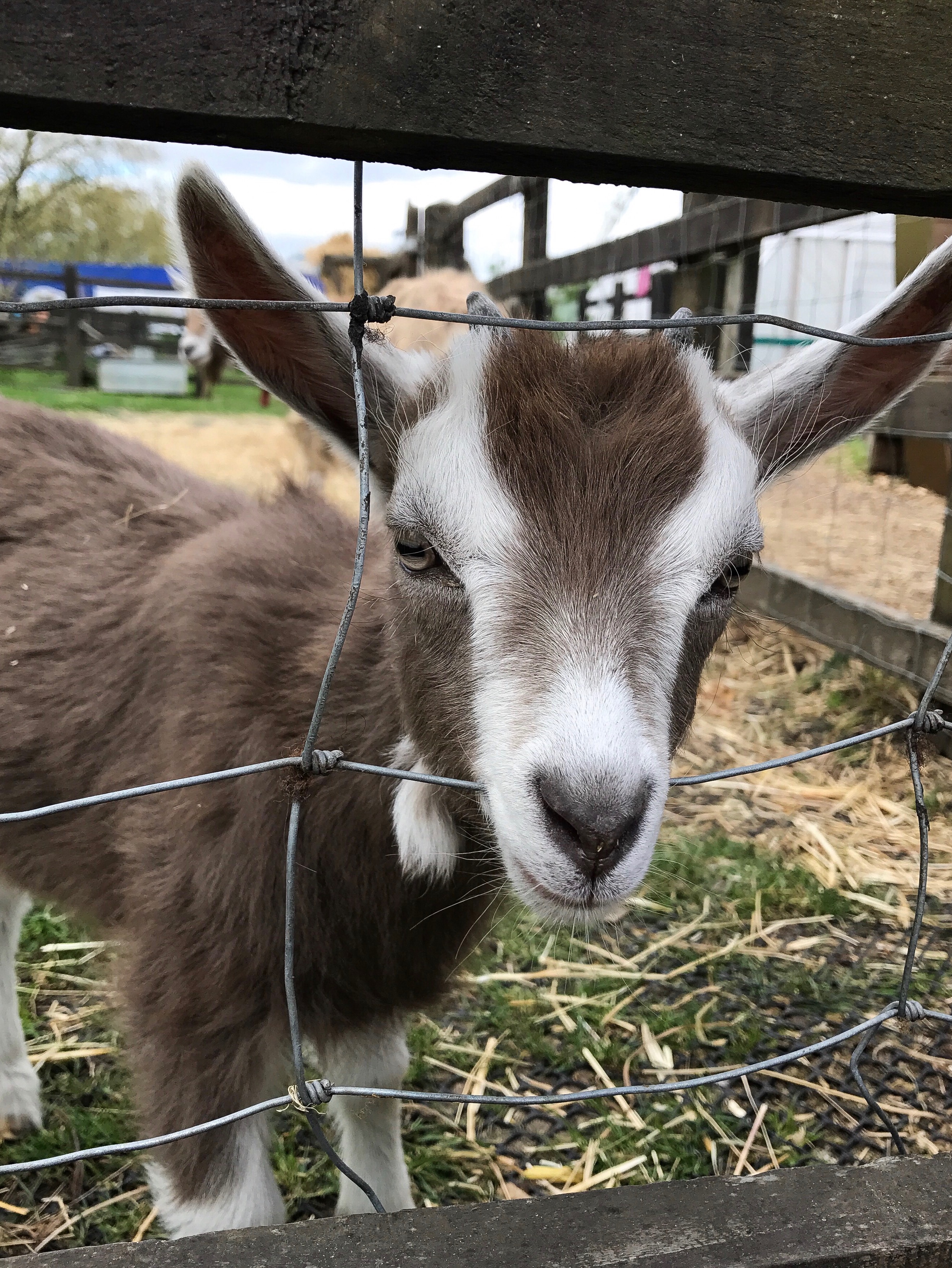 baby goat looking through fence at Stepney City Farm
