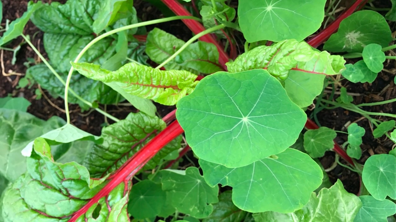Fresh Chard